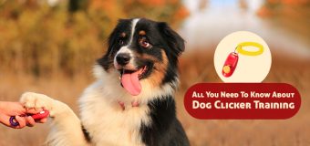 All You Need To Know About Dog Clicker Training