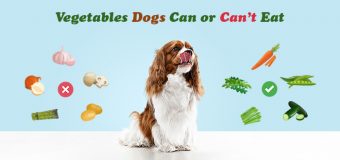 Vegetables Dogs Can or Can’t Eat