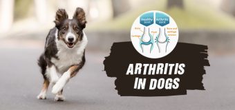 Arthritis In Dogs – Signs, Symptoms, and Treatment