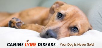 Canine Lyme Disease: Your Dog Is Never Safe!