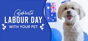 Labour Day Celebrations with Pets