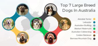 Top 7 Large Breed Dogs In Australia