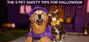 The Five Pet Safety Tips for Halloween 2022
