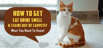 How to Get Cat Urine Smell & Stains Out of Carpets? What You Need To Know!