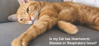 Is my Cat has Heartworm Disease or Respiratory Issue?