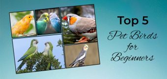 Top 5 Pet Birds for Beginners