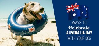 Ways To Celebrate Australia Day with Your Dog