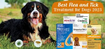 Best Flea and Tick Treatment for Dogs 2023