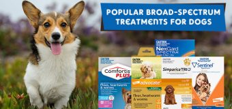 Popular Broad-Spectrum Treatments for Dogs