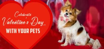Celebrate this Valentine’s Day with Your Pets