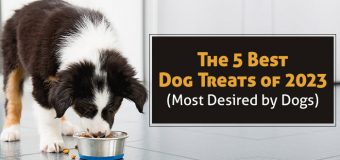 The 5 Best Dog Treats of 2023 (Most Desired by Dogs)