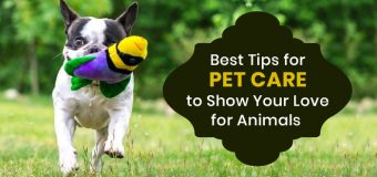 Best Tips for Pet Care to Show Your Love for Animals