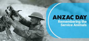 Anzac Day – Remembering the Service Animals