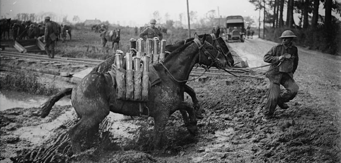 horse and mules during war