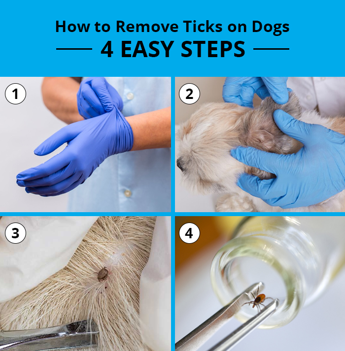 how to remove ticks on dogs - 4 easy steps