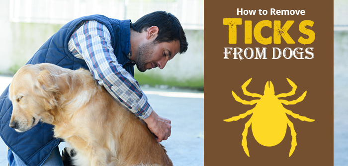 How to remove ticks from dogs
