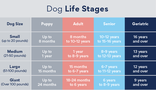 Choose pet food according to your dog’s age