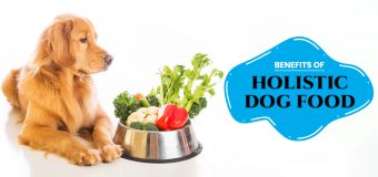 5 Amazing Benefits of Feeding Holistic Food to your Dog