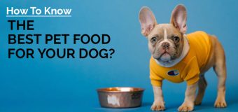 How To Know The Best Pet Food for Your Dog?
