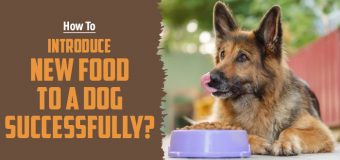 How To Introduce New Food to a Dog Successfully?