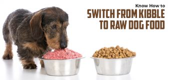 Know How to Switch from Kibble to Raw Dog Food