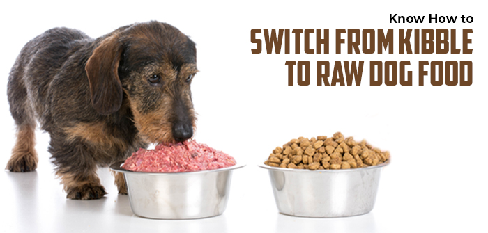How to switch from kibble to raw dog food