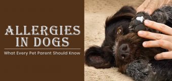 Allergies in Dogs- What Every Pet Parent Should Know