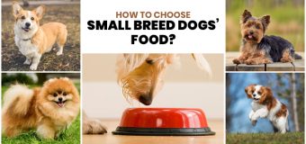 How To Choose Small Breed Dogs’ Food?
