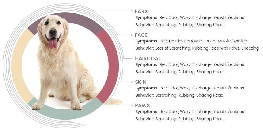symptoms of dog allergies