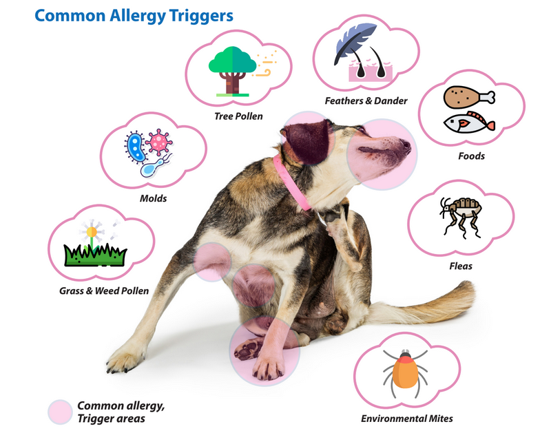 causes of allergies in dogs