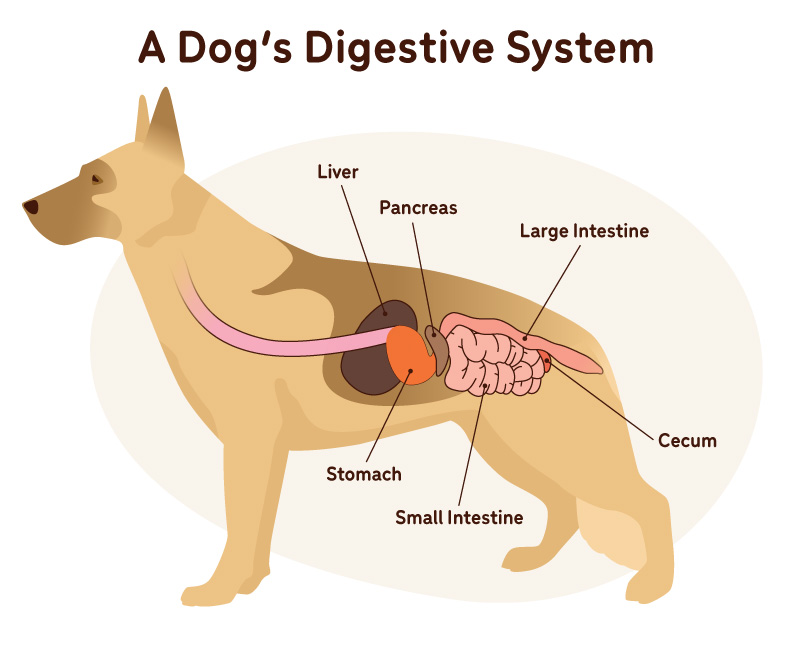 A dog's digestive system