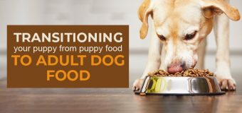 Transitioning your Puppy from Puppy food to Adult dog food