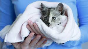 cat wrapped in a towel