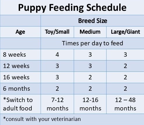 Puppy feeding guide