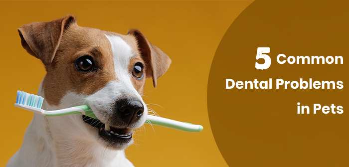 5 Common Dental Problems in Pets