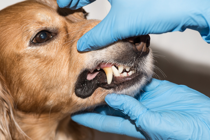 Caries in Pets