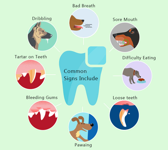 Cause of Dental Illness in Pets