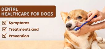 Dental Healthcare for Dogs: Symptoms, Treatment, and Prevention