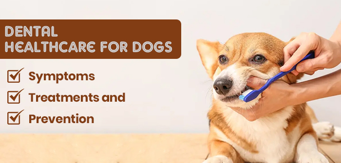 Dental Healthcare for Dogs Symptoms, Treatment, and Prevention