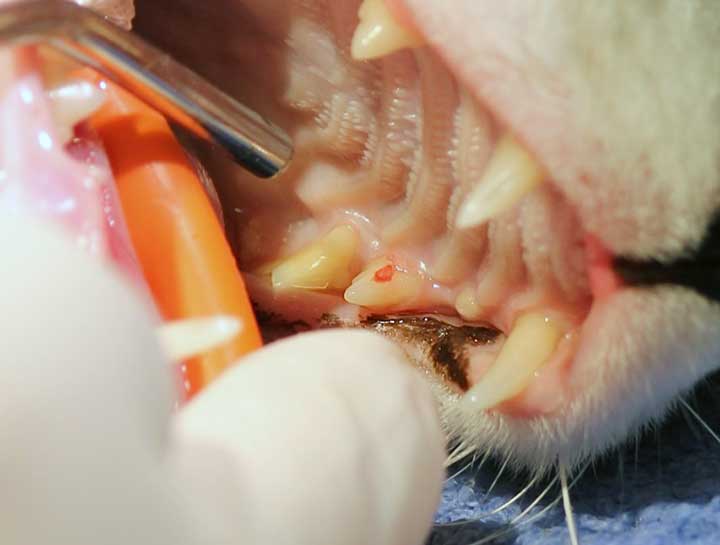Feline Odontoclastic Resorption Lesions