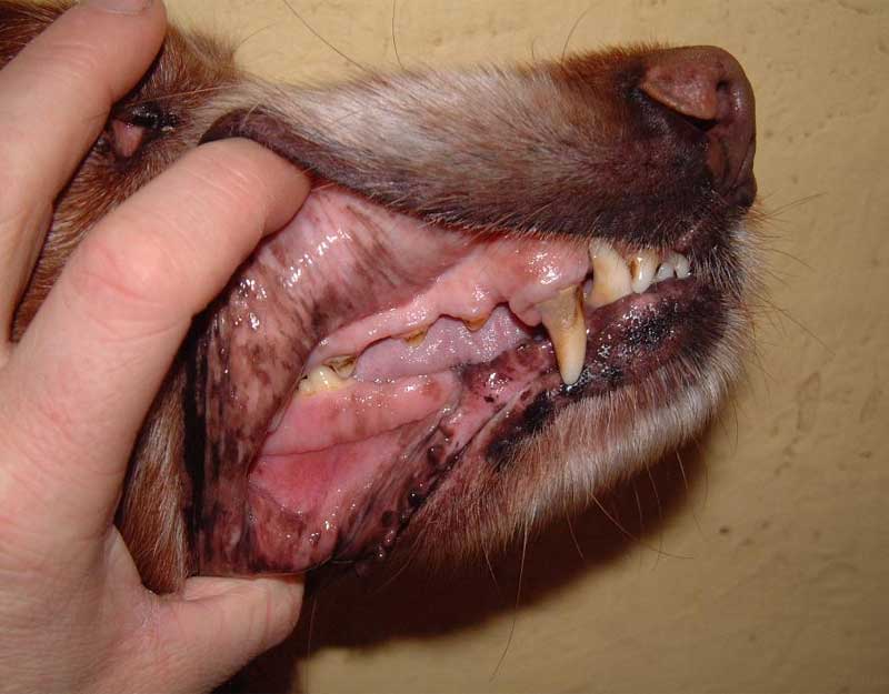 Oral Cancers in Pets