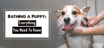 Bathing a Puppy: Everything You Need To Know