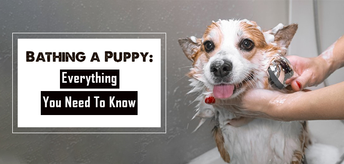 tips to bathe your puppy
