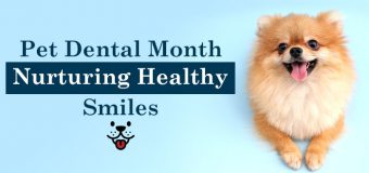 Pet Dental Month: Nurturing Healthy Smiles