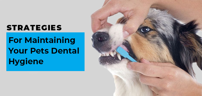 Strategies for Maintaining Your Pets Dental Hygiene