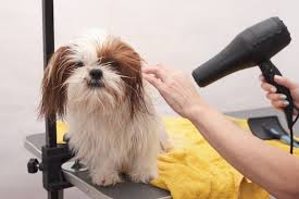 hair dryer for puppy
