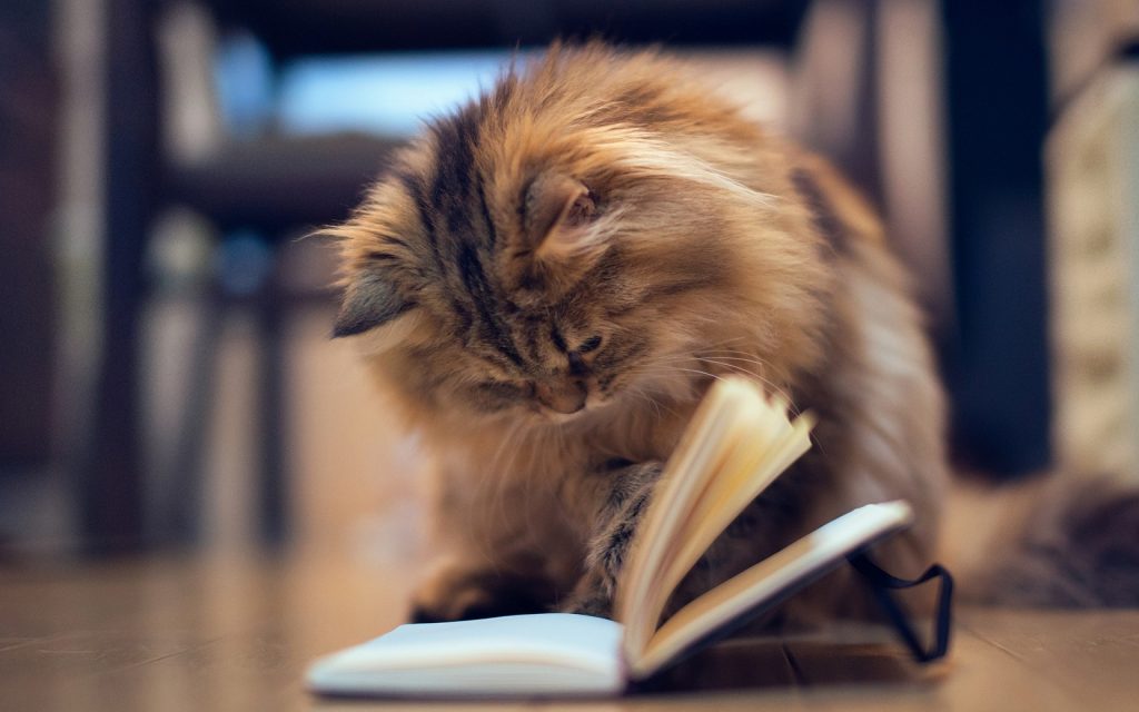 cat finding topic in a book