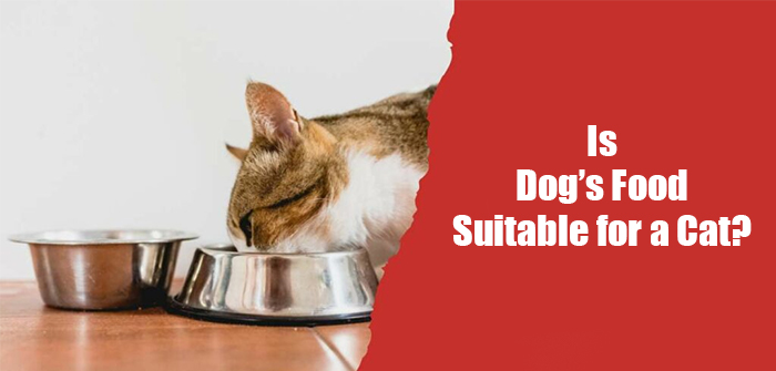 Is dog food suitable for a cat?