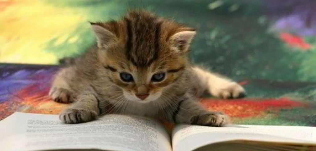 cat reading a book
