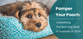 Pamper Your Pooch: Unleashing the Best Dog Beds in Australia in 2024